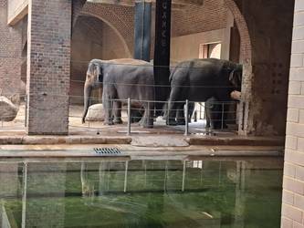 Elefanten im Zoo Leipzig - Unser Blogbeitrag im August 2023 [(c): Stadtbibliothek 'Heinrich Heine' Halberstadt]