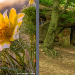 Huywanderung_Adonisröschen und Sprichwörtlich durch den Huy Huywanderung_Adonisröschen und Sprichwörtlich durch den Huy