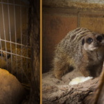 Erdmännchen im Tiergarten