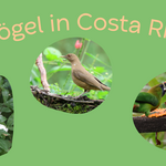 Vögel für Vortrag Vögel für Vortrag