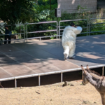 Die Sparte TanzHarz des Harztheaters zeigte Ausschnitte aus dem Tanzstück „Konferenz der Tiere“ Die Sparte TanzHarz des Harztheaters zeigte Ausschnitte aus dem Tanzstück „Konferenz der Tiere“