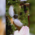 Hausrotschwanz im Anflug