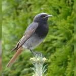 Hausrotschwanzmännchen auf Beobachtungsposten