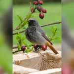 Hausrotschwanzmännchen