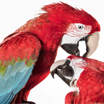 2 Grünflügelaras &copy;Carola-Radke__MfN