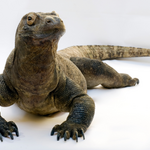 3 Komodowaran &copy;Carola-Radke__MfN