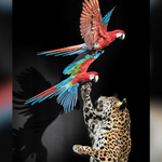 1 Jaguar-Aras_Detail &copy;Carola-Radke__MfN