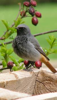 Hausrotschwanzmännchen ©B. Nicolai Hausrotschwanzmännchen ©B. Nicolai