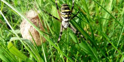 Wespenspinne - profitiert sie etwa von einer Klima-Änderung? Wespenspinne - profitiert sie etwa von einer Klima-Änderung?