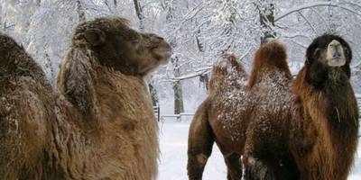 Tiergarten im Januar