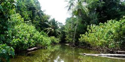 Foto: Im Corcovado-Nationalpark (D. Becker)